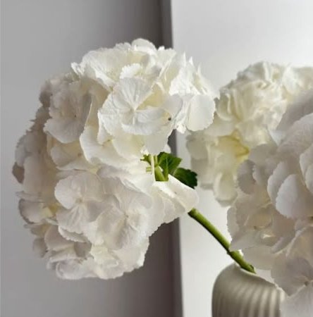 White hydrangea stems in a fluted vase